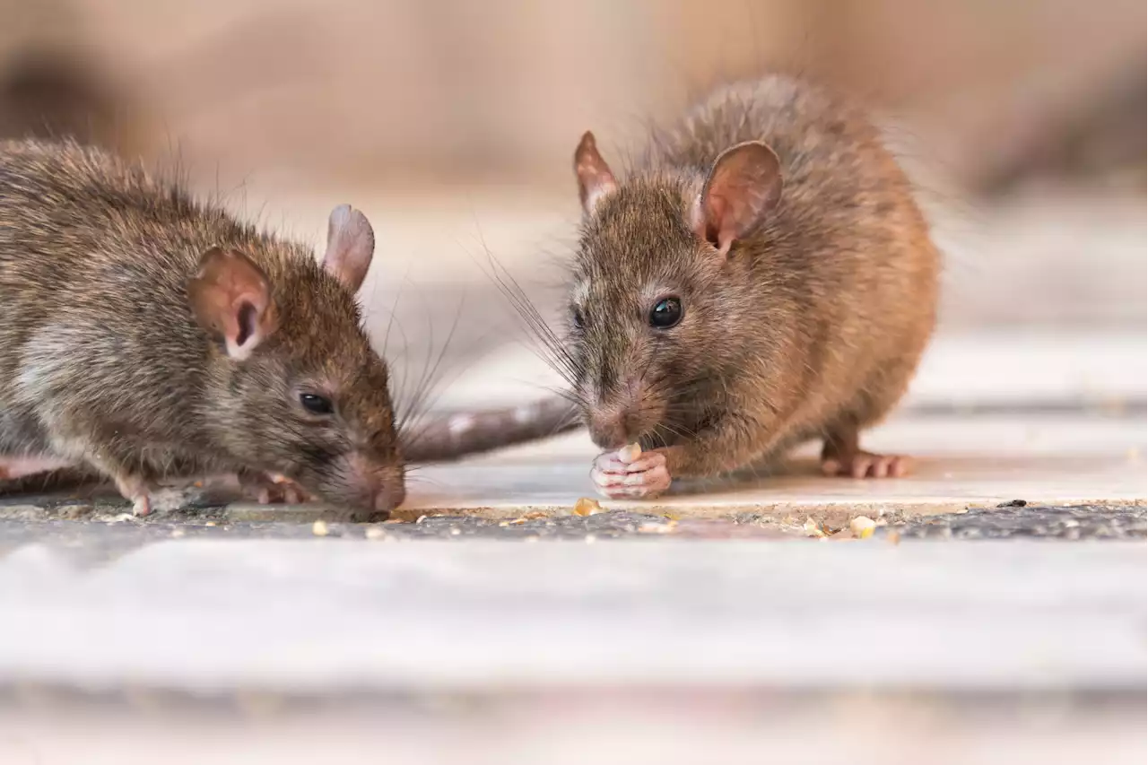 Rats' Behavior Changed After Human Tissue Was Inserted Into Their Brains, Research Finds