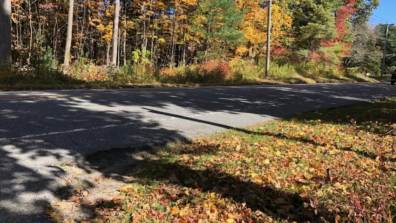 Black Bear Euthanized After Attacking Child in Morris, Conn.