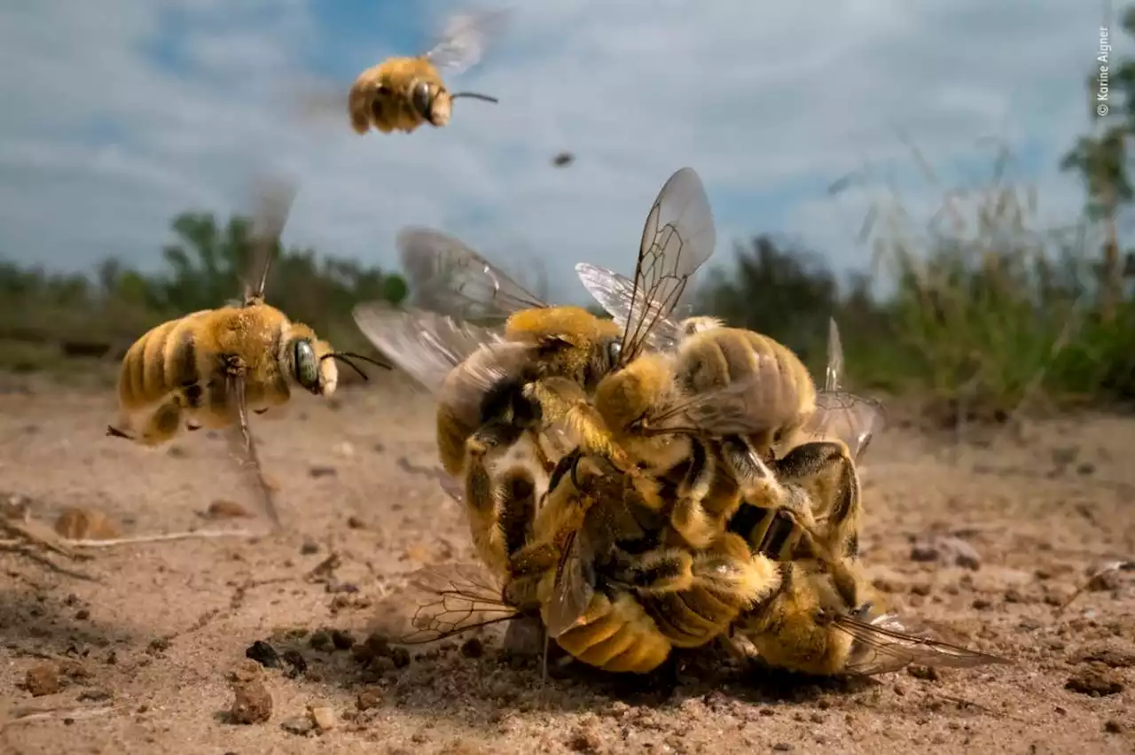 Stunning winners of the Wildlife Photographer of the Year competition