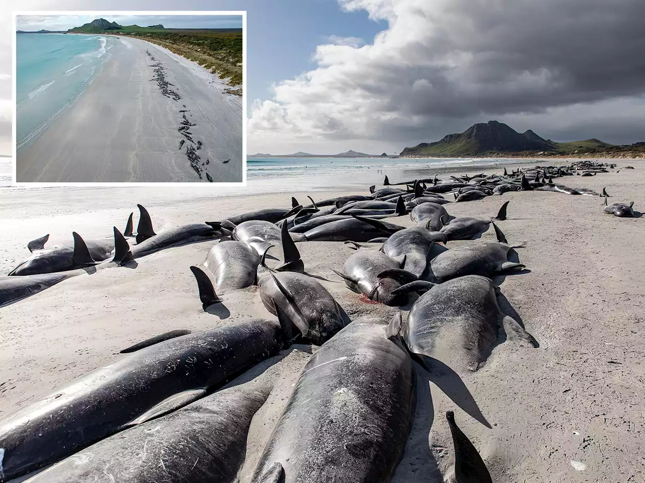 Mystery of mass pilot whale stranding on deathtrap beach continues