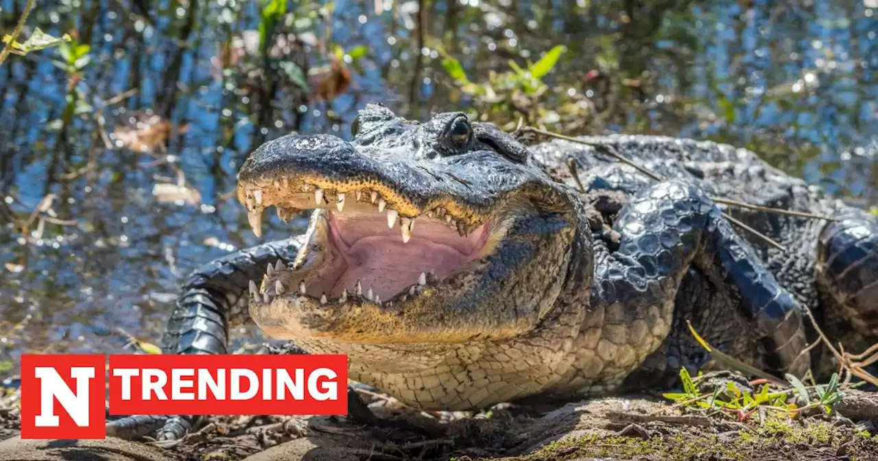 Giant alligator wrangled on Florida beach: Video