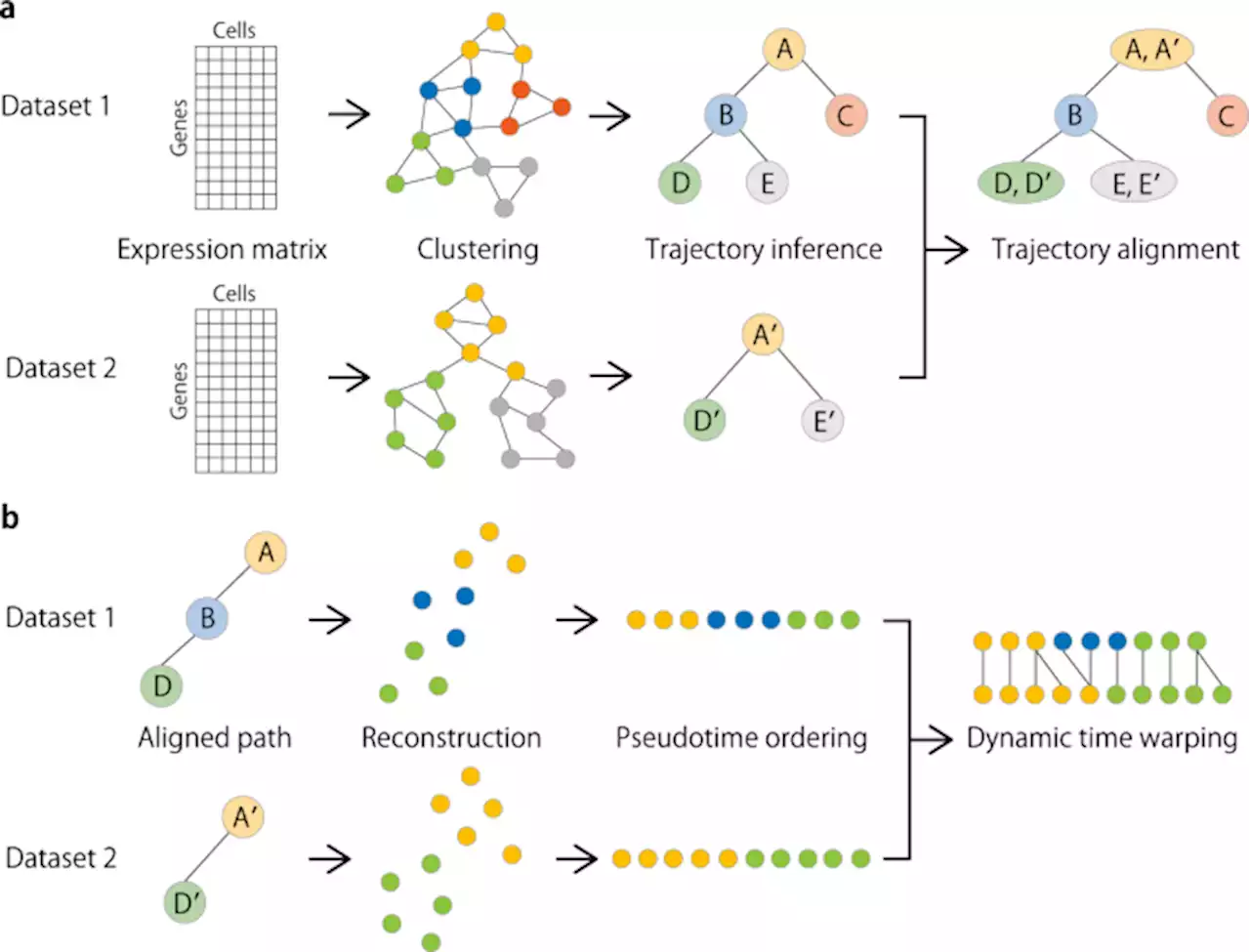 Alignment of single-cell trajectory trees with CAPITAL - Nature Communications