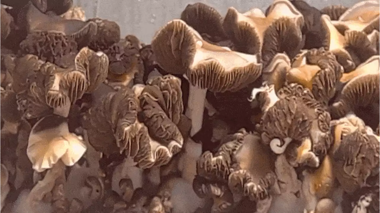 Psychedelic Sorcery: How Do Mushrooms Become Magic?