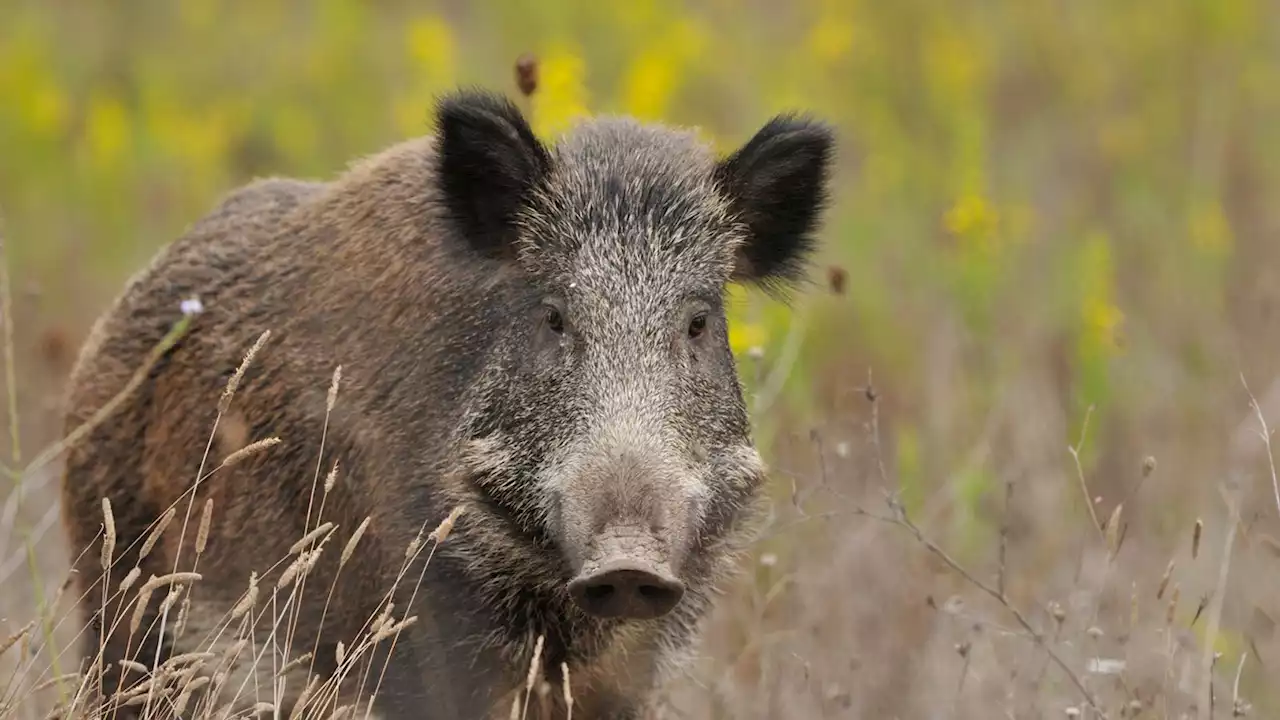 British woman dies after being shot during wild boar hunt in France