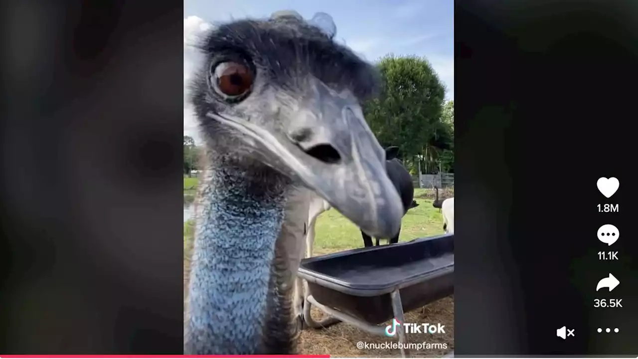 An Vogelgrippe erkrankt: TikTok-Emu Emmanuel kämpft um sein Leben