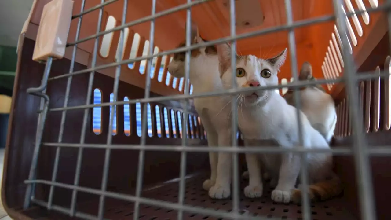 100 Cats Rescued From Decrepit Florida Mobile Home