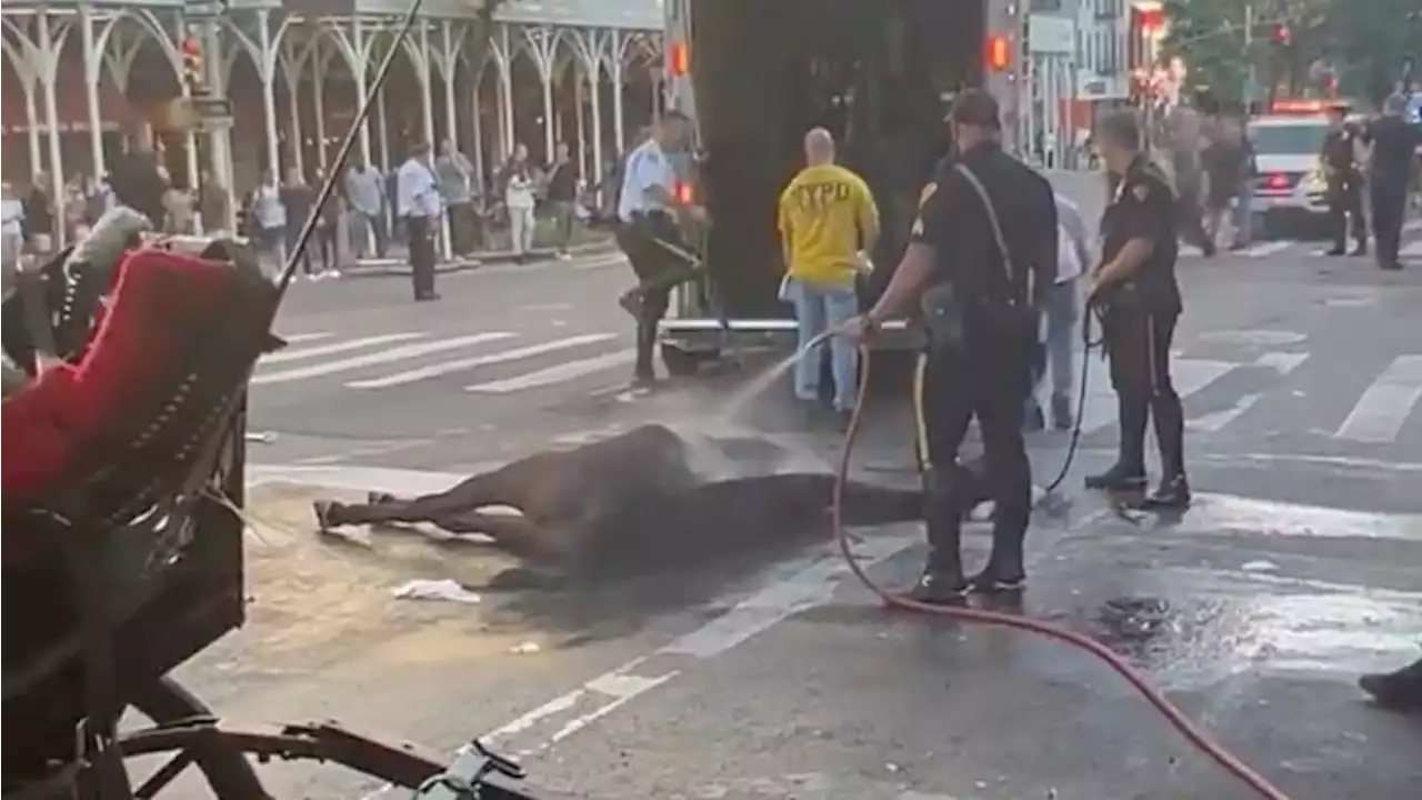 NYC Carriage Horse Euthanized Two Months After Collapsing on the Street