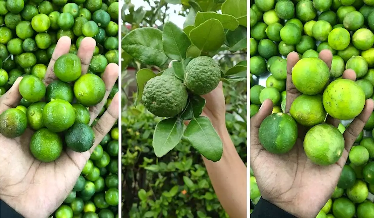 Did You Know That There Are Three Limes In Malaysia And Each Is Used Differently? | TRP