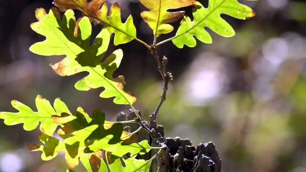 Today's Tucson weather forecast: Oct. 17