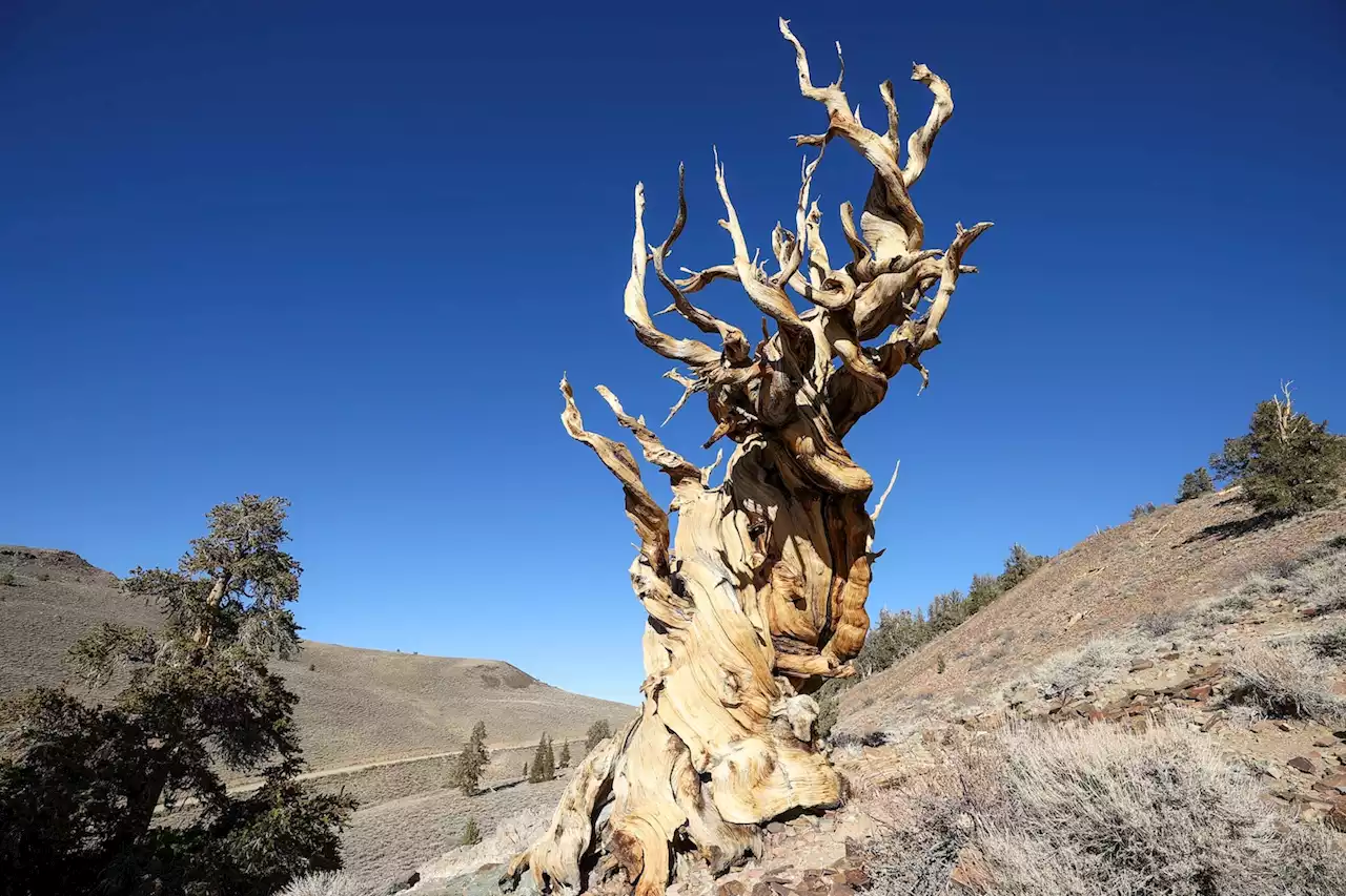 Why mystery surrounds what may be Earth’s oldest tree