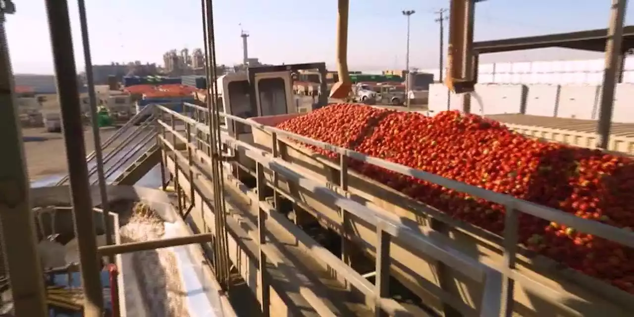 Years of drought squeezing tomato farmers