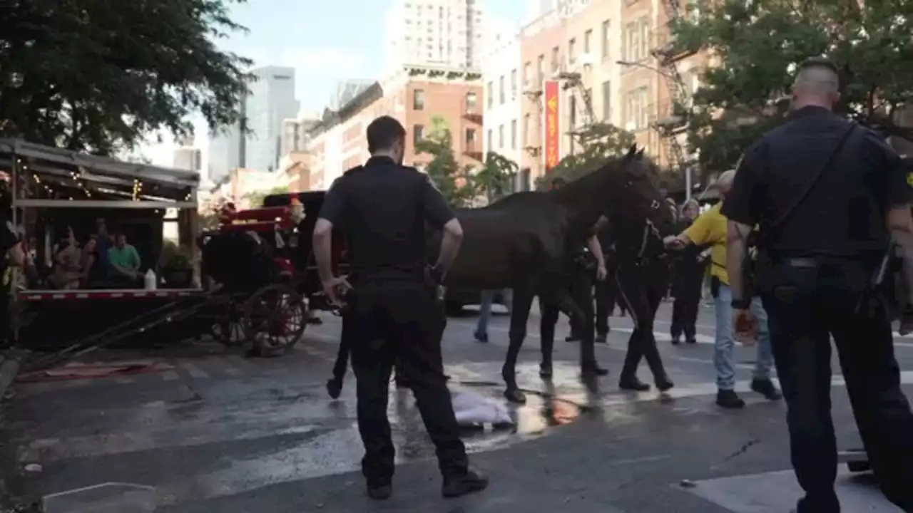 Death of carriage horse named Ryder leads to renewed demand for action against NYC carriage horses