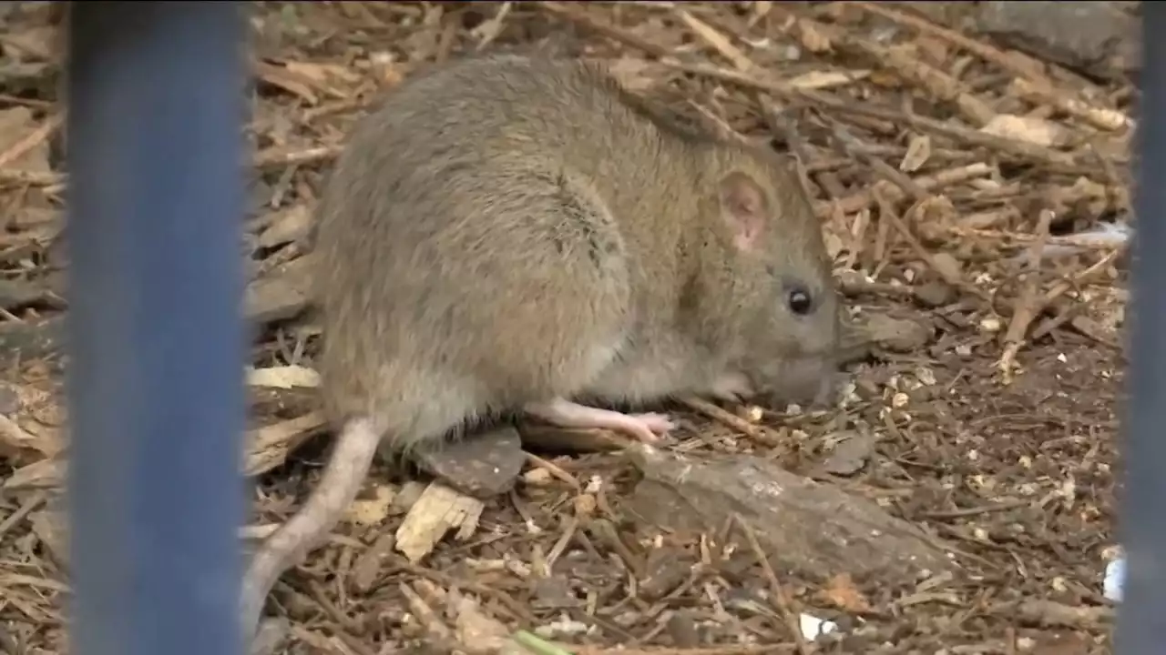 Rat City could be a thing of the past when new trash rule goes into effect