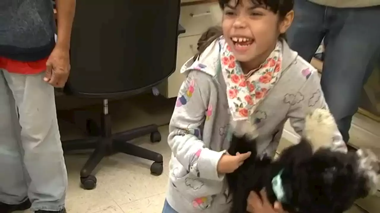 Young girl's wish comes true with service dog surprise in New Jersey