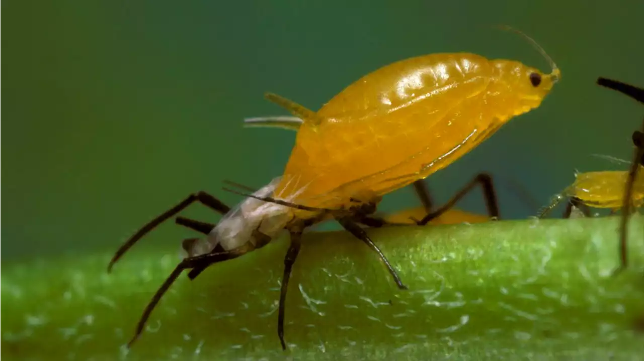 What you need to know about that sticky goo covering Texas