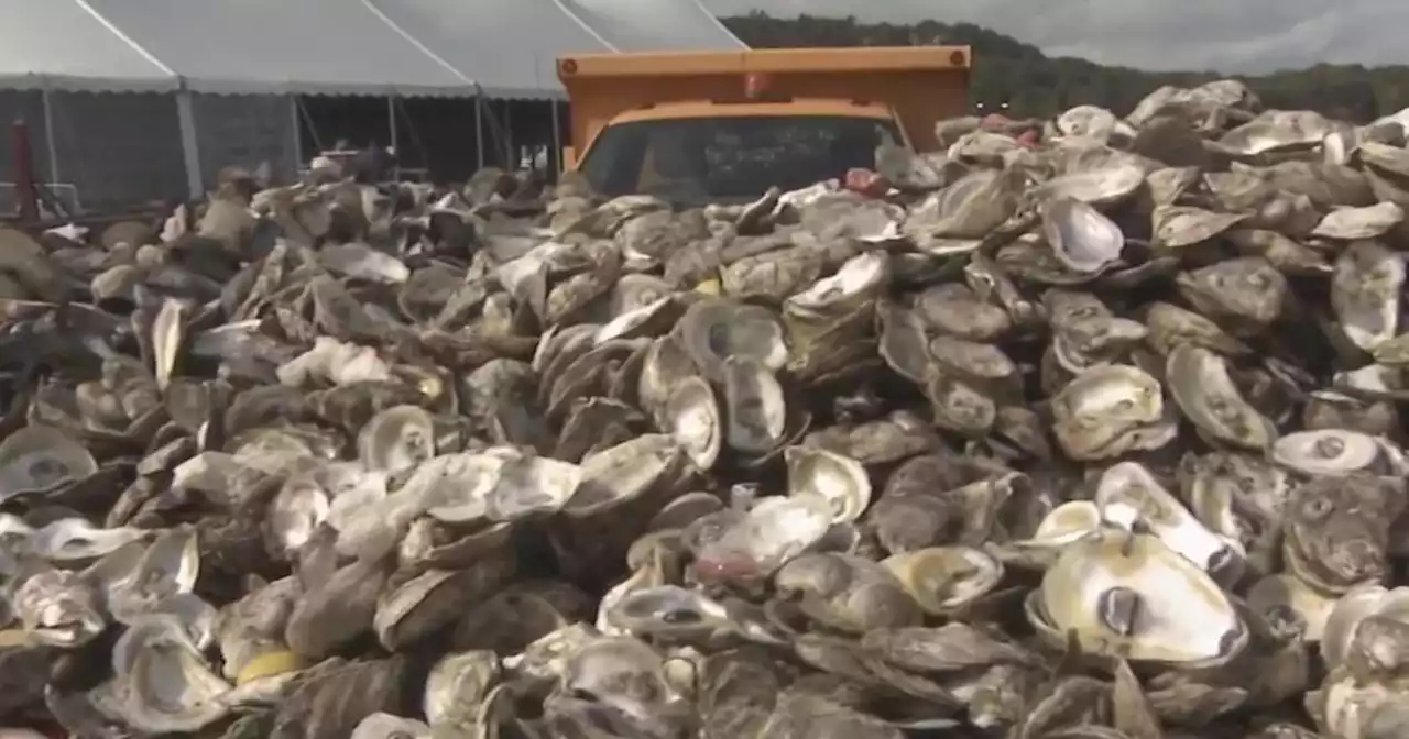 Shells from Long Island oyster festival saved to build shellfish habitat in Oyster Bay waters