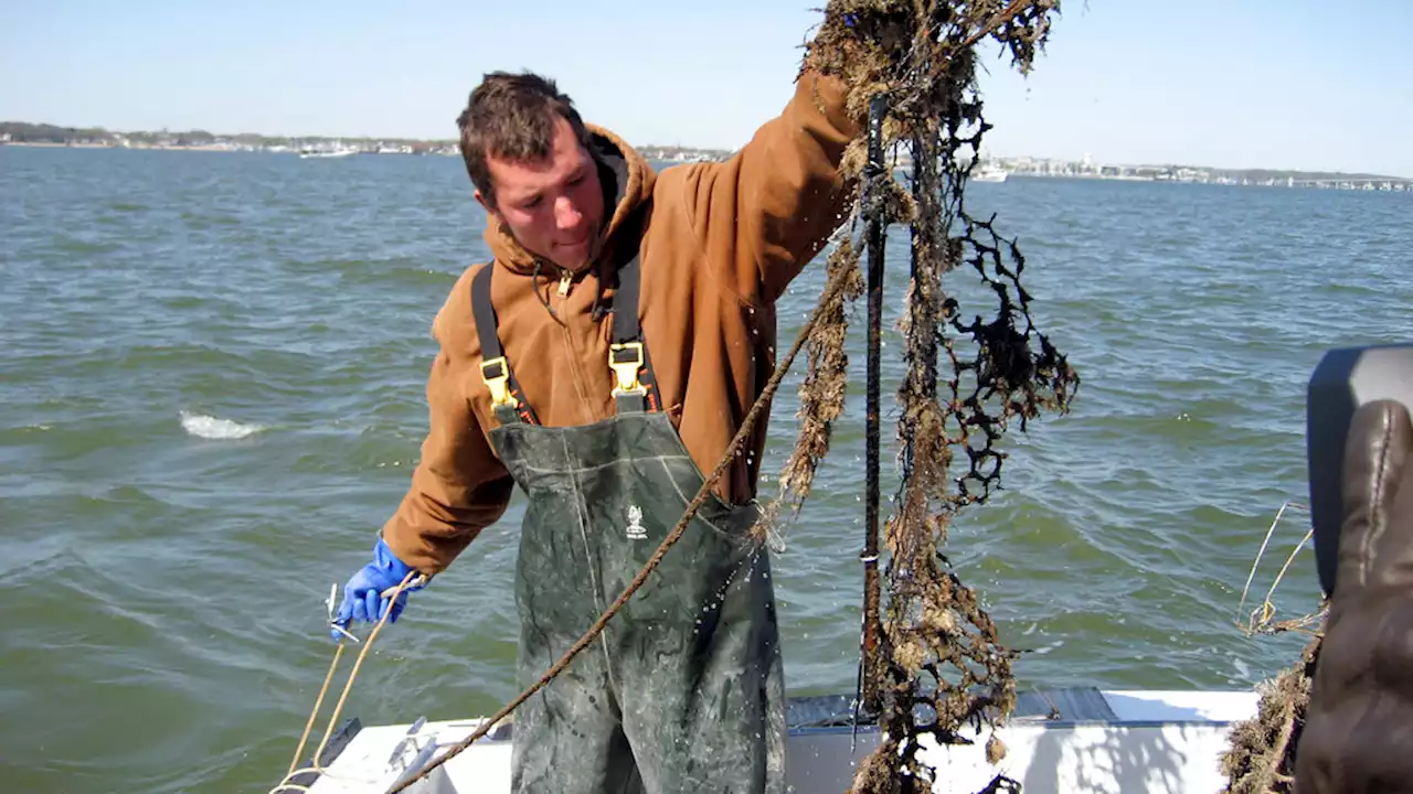 The Region Won't Meet 2025 Deadline To Restore The Chesapeake Bay. What Went Wrong?