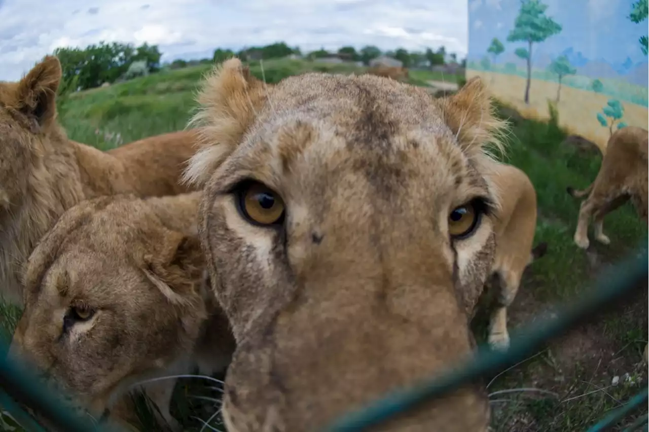 Lions rescued from Ukraine find their “forever home” at Colorado sanctuaries