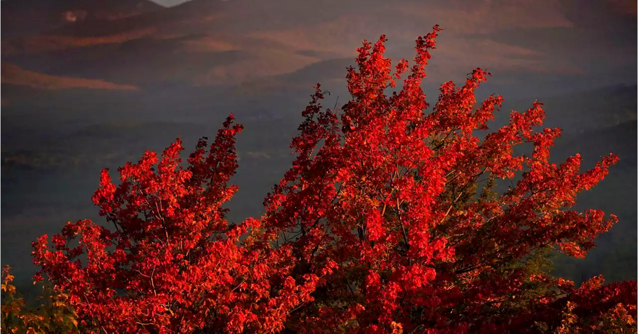 What does a warming climate mean for brilliant fall foliage? | Across the Sky podcast