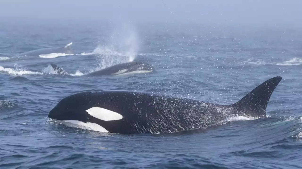 Big ships in North Puget Sound asked to slow down for orcas