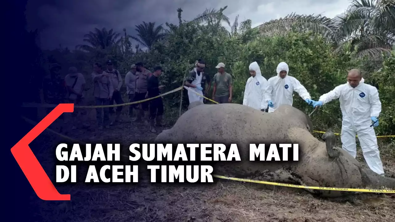 Gajah Sumatera Mati di Aceh Timur