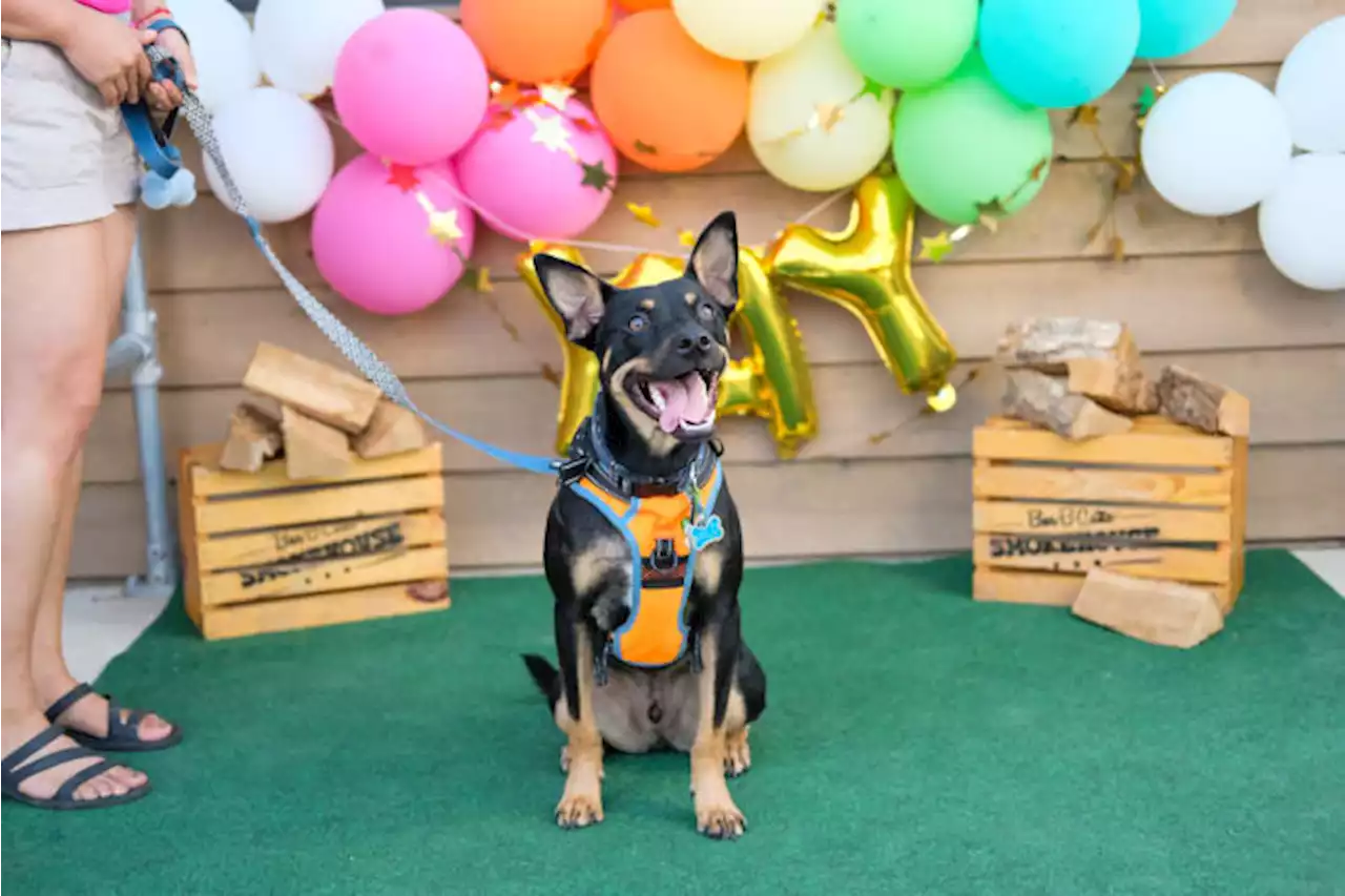 Bar-B-Cutie Smokehouse to host annual Howl-O-Ween festival on Saturday