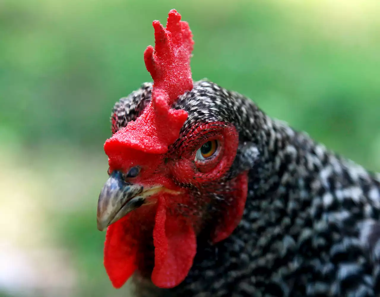 Bird Flu spreading through domestic poultry in LA and OC -