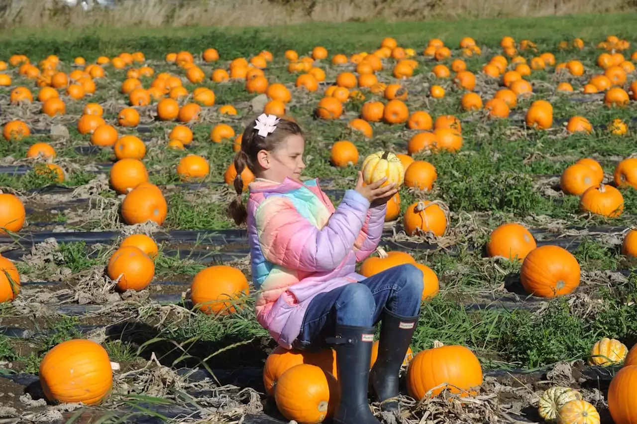 Brilliant pumpkin picking pictures as Leeds farm visited by MAFS UK star