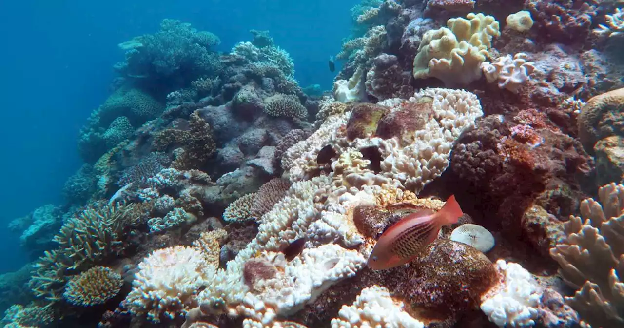 Les « aires marines protégées » en France, des « coquilles vides » aux bénéfices quasi inexistants pour la biodiversité