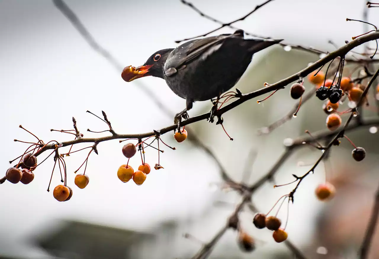 Der eigene Garten als Vogel-Restaurant: So geht's