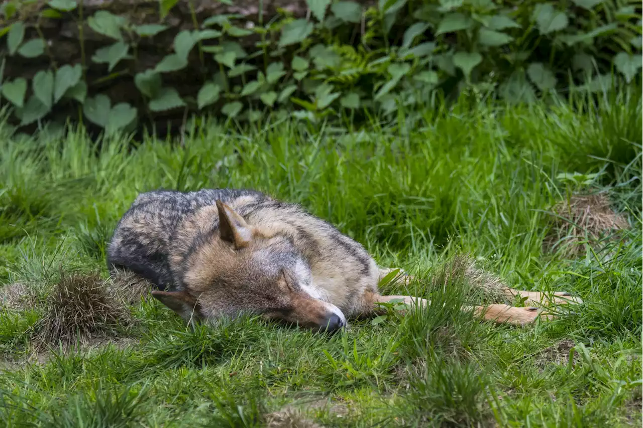 Hohe Strafe droht: Wolf im Norden erschossen