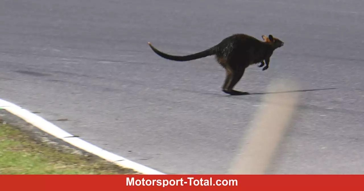 Gefahr durch Wildtiere auf Phillip Island: MotoGP-Piloten fordern Änderungen