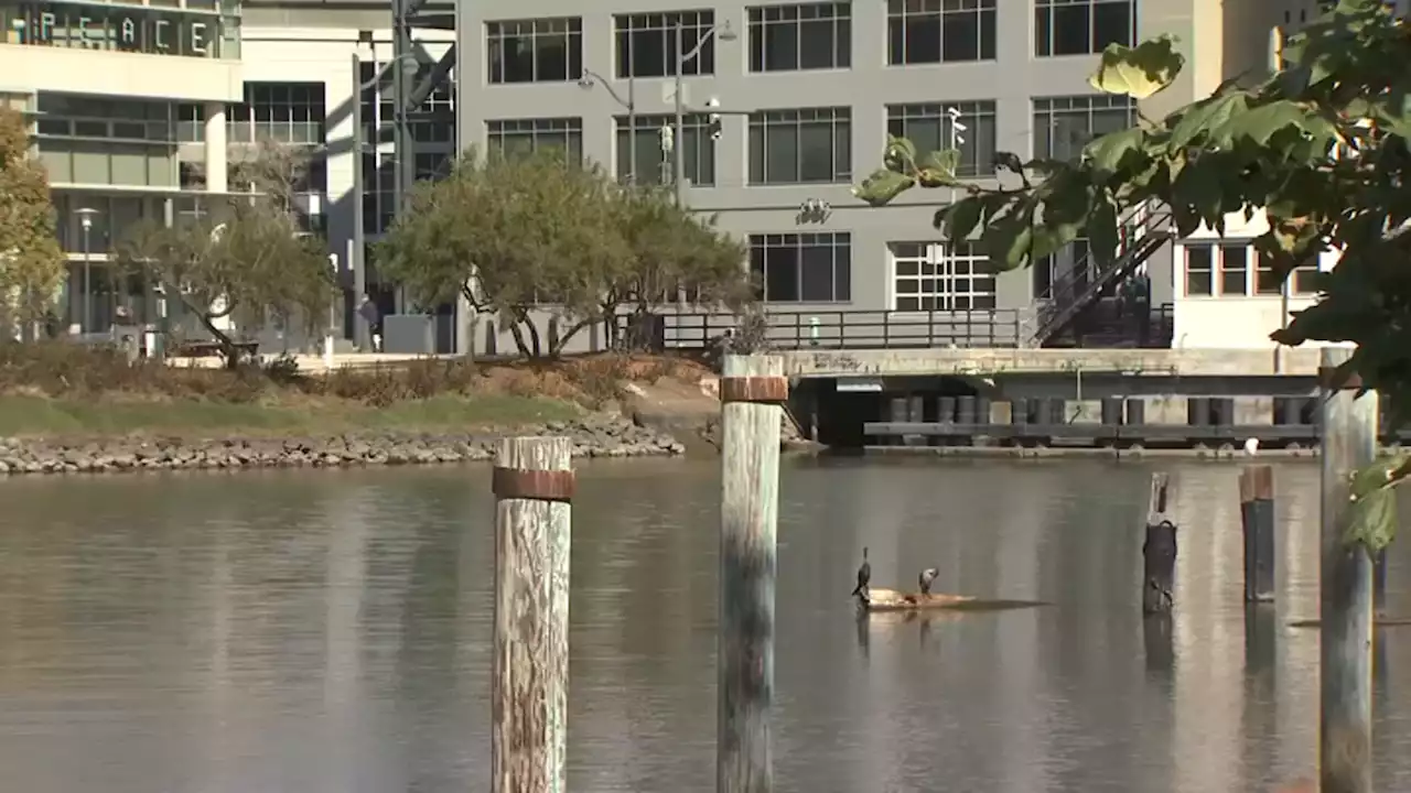 City Leaders Look Into Preventing Fish Die-Off in San Francisco Bay