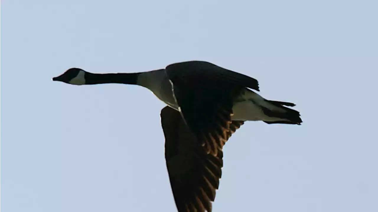 LA County Sees First Cases of Avian Flu Detected in Wild Birds