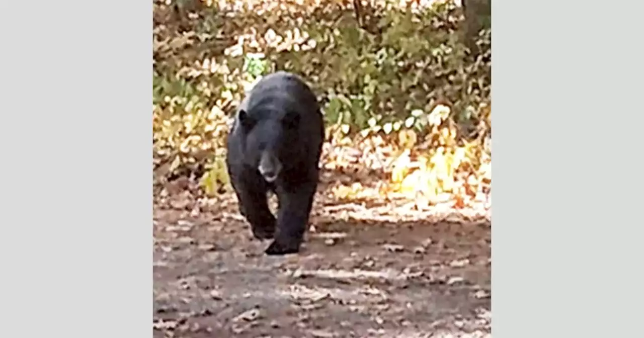 Bear attacks Connecticut boy, 10, in backyard