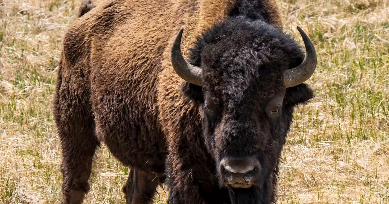 Viral TikTok shows bison charge woman in Texas park