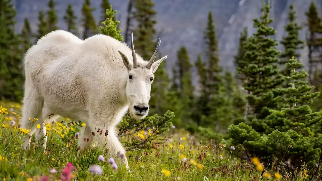 Goats slam sheep over salt lick: Maybe they really are the GOAT