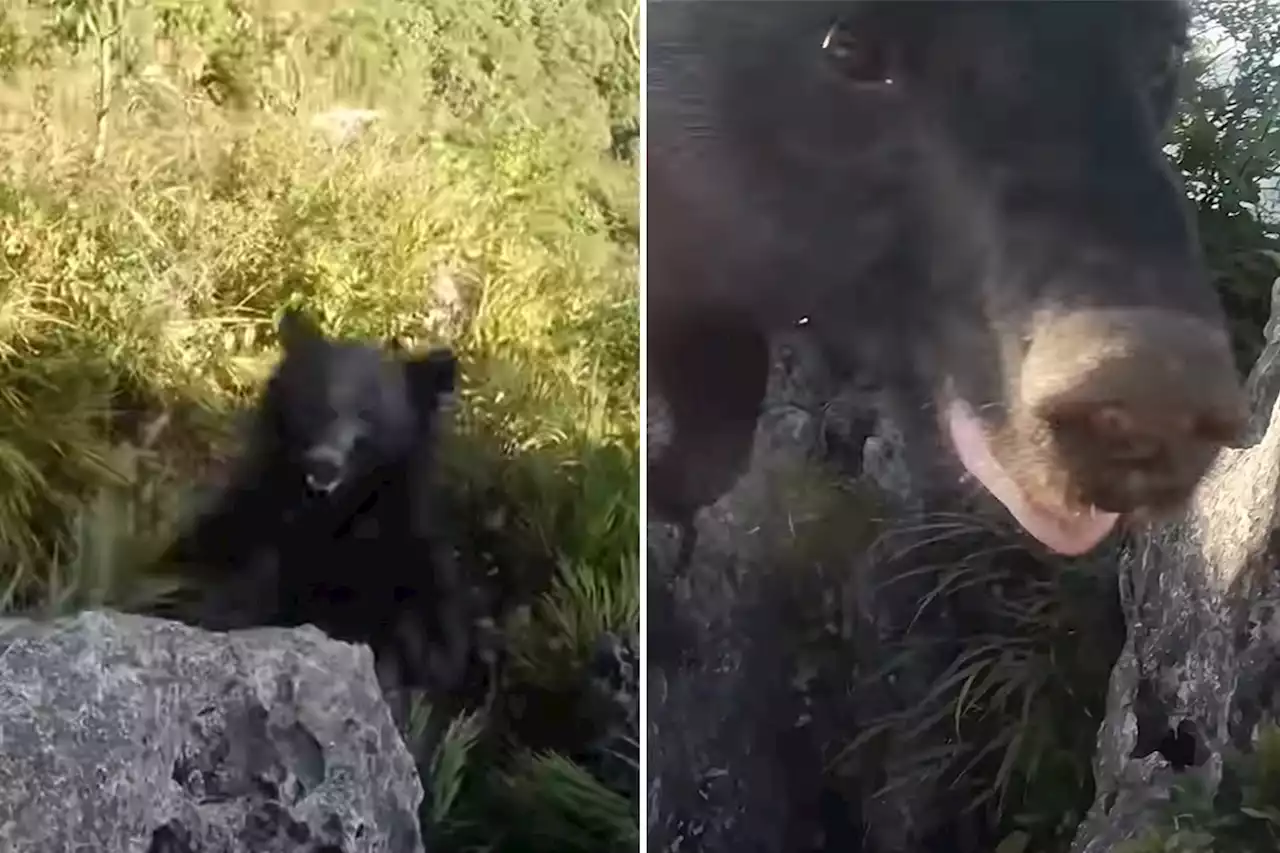 Climber brawls with bear while clinging to rock ledge