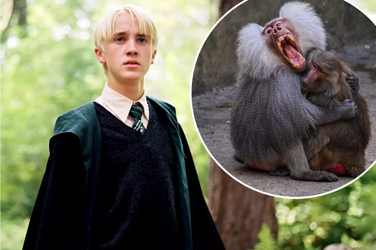 Tom Felton reveals self-pleasuring baboon ruined ‘Harry Potter’ filming