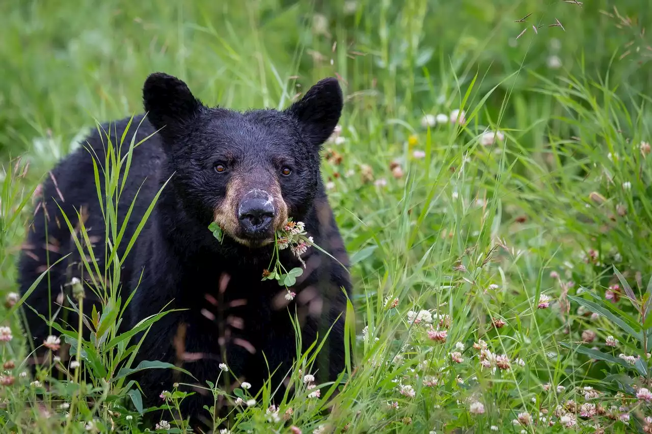 250-pound black bear euthanized after attacking 10-year-old