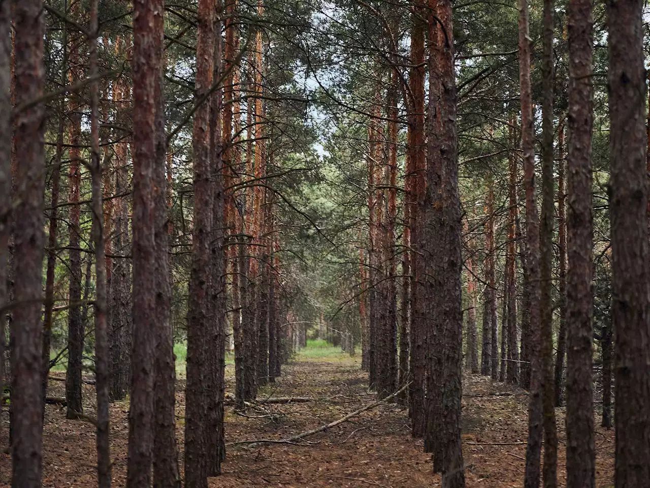 Why planting new forests could do more harm than good