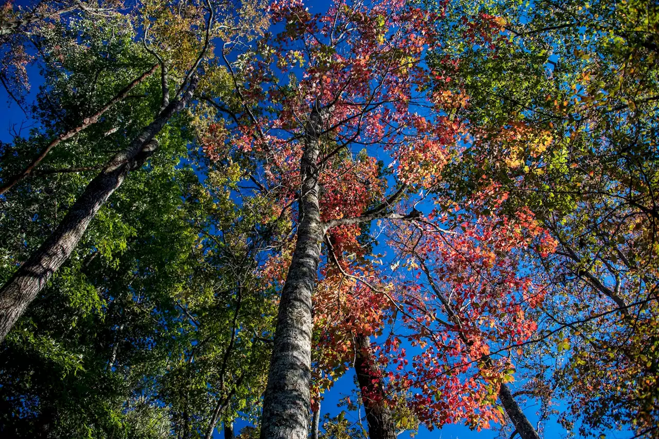 D.C.-area forecast: Chilly breezes battle bright sunshine, with cold nights ahead