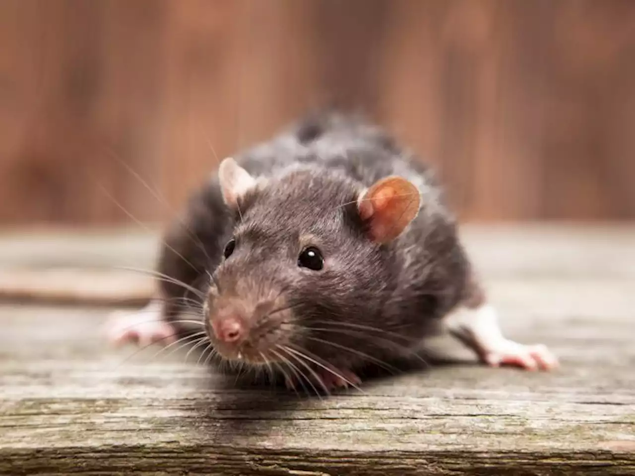 A rat that sneaked into an evidence room may have gotten high, authorities say