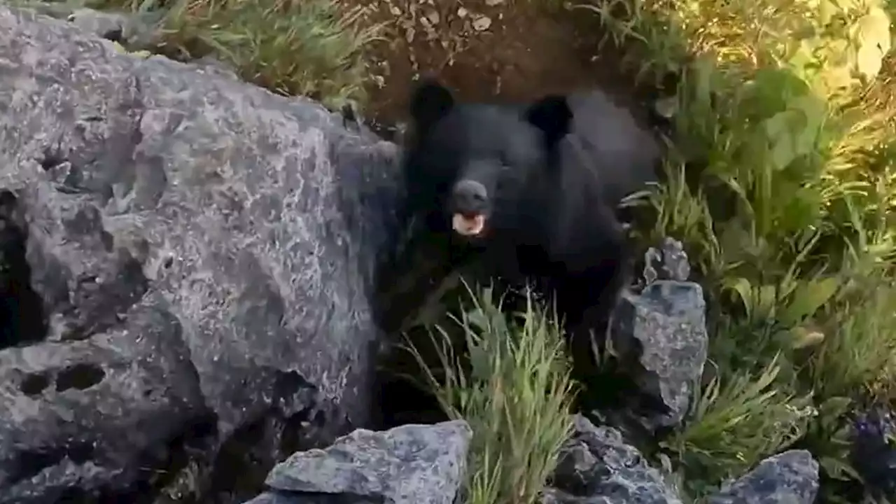 Rock Climber Fights Bear on Mountain, Wild Video