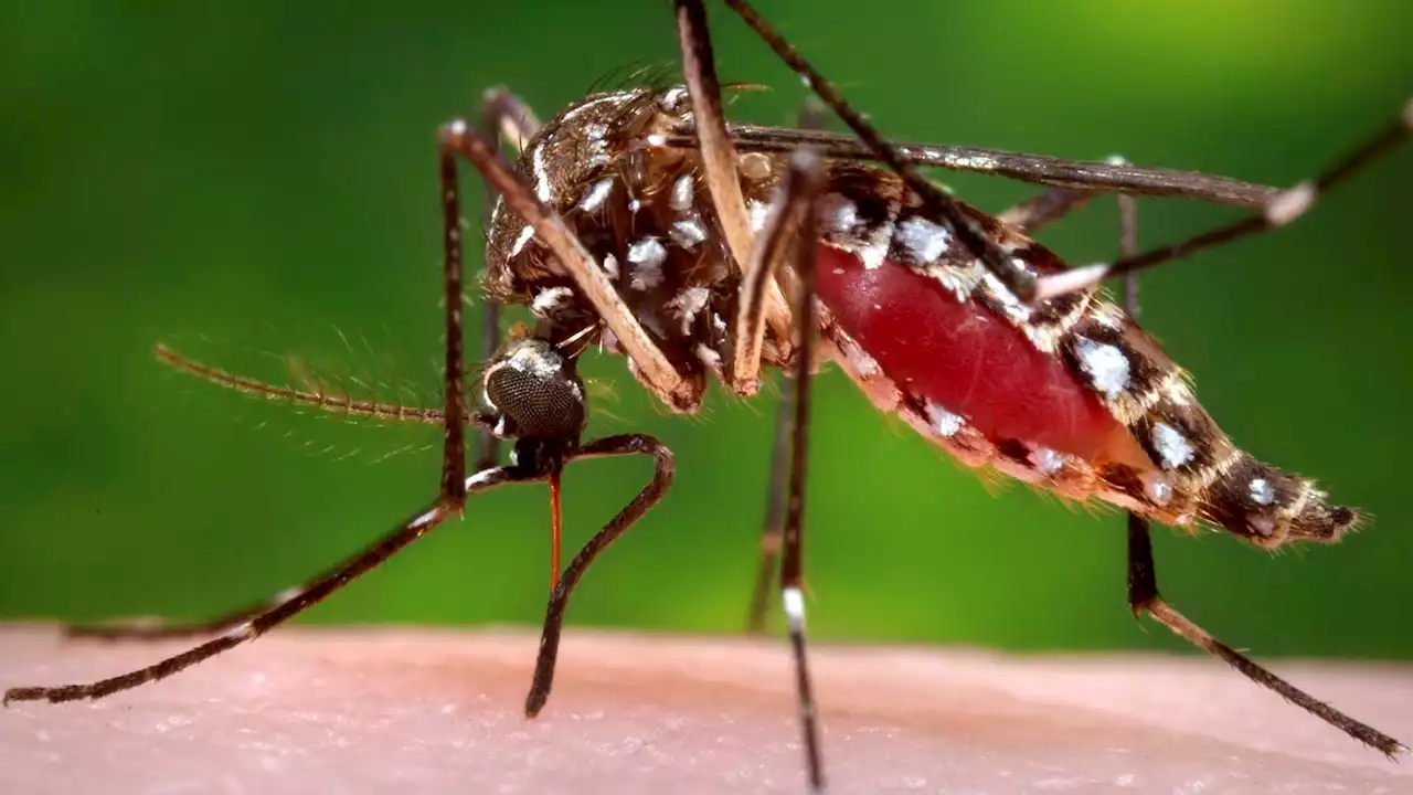 Are you a mosquito magnet? It could be your smell