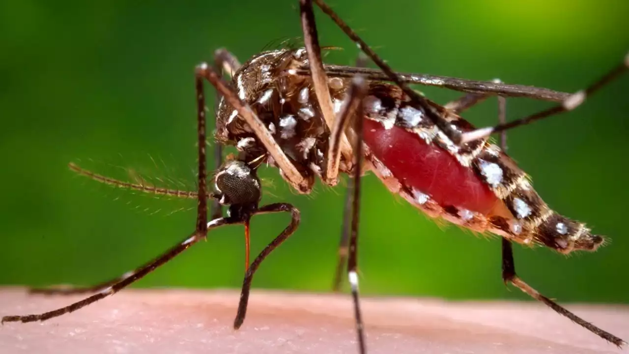 Are you a mosquito magnet? It could be your smell, new study finds