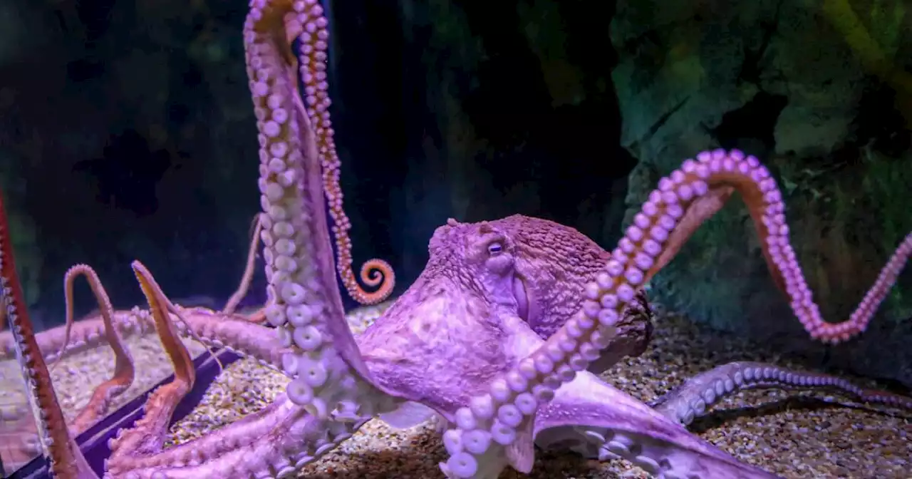 OdySea Aquarium’s Giant Pacific Octopus, Tako, dies