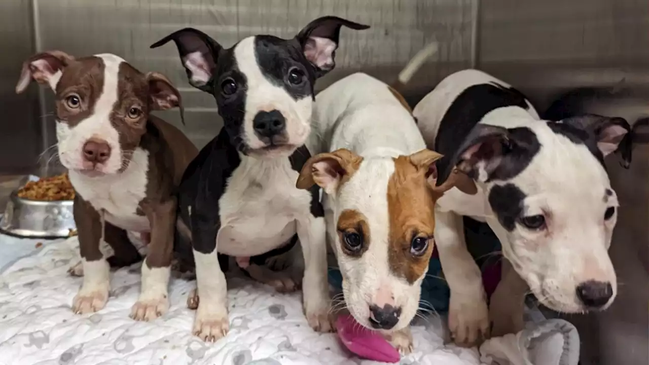 4 puppies, 6 dogs recovered from Staten Island home after multiple people injured in dog attack