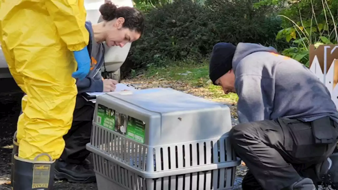 ASPCA rescues more than 300 animals from home on Long Island