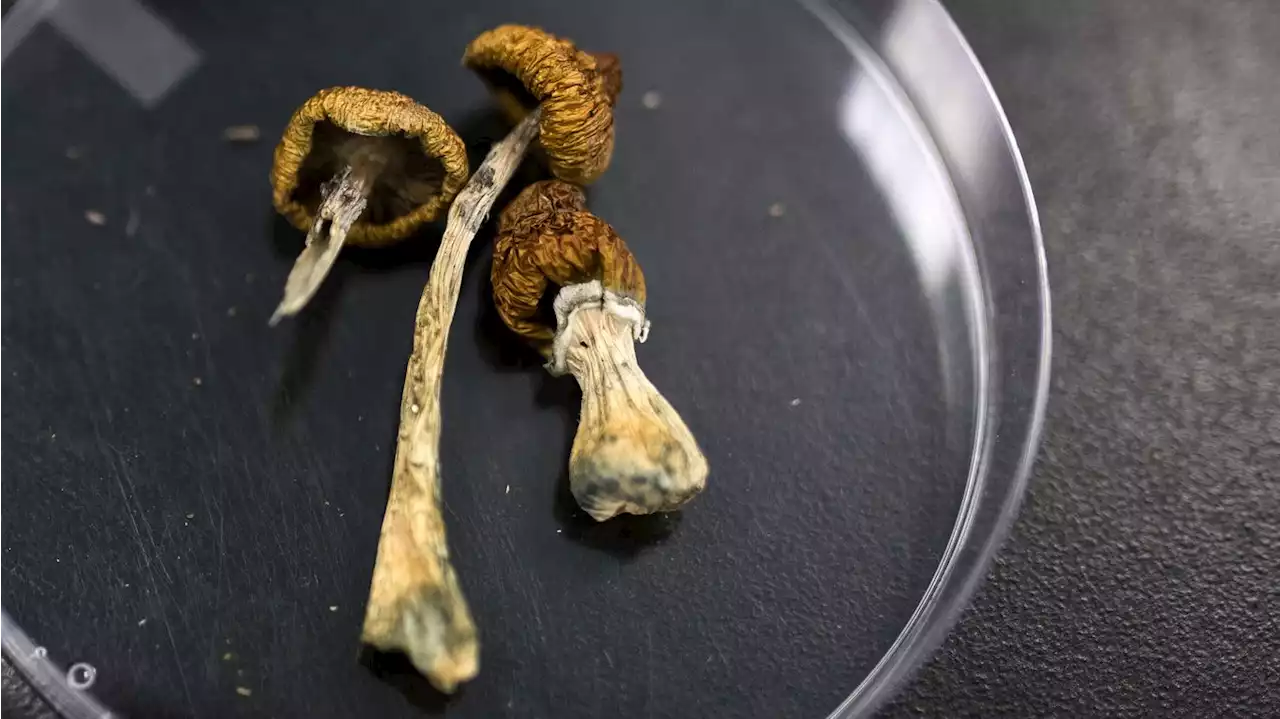 1-minute voter guide: What to know about Prop 122. in Colorado to decriminalize magic mushrooms